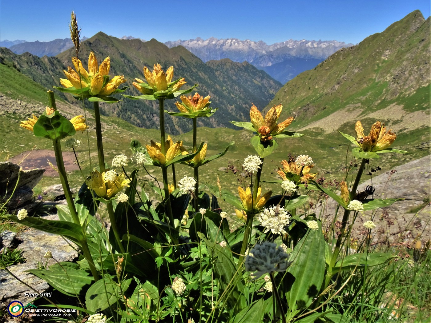 54 Gentiana punctata (Genziana maculata) con vista su Val Budria e Alpi Retiche .JPG